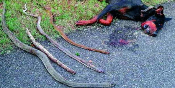 dog-kills-4-cobras-to-save-masters-family1