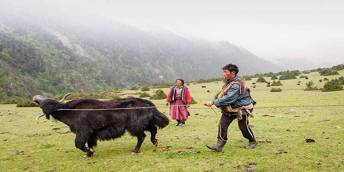 drokpa tribe,Ladakh,Jammu and Kashmir,Kashmir ,tribes,Women with Multiple Husbands,Bhutan,