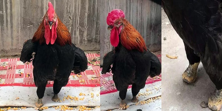 जानें क्यों इस मुर्गे को ‘आयरन फूट’ का नाम दिया गया है