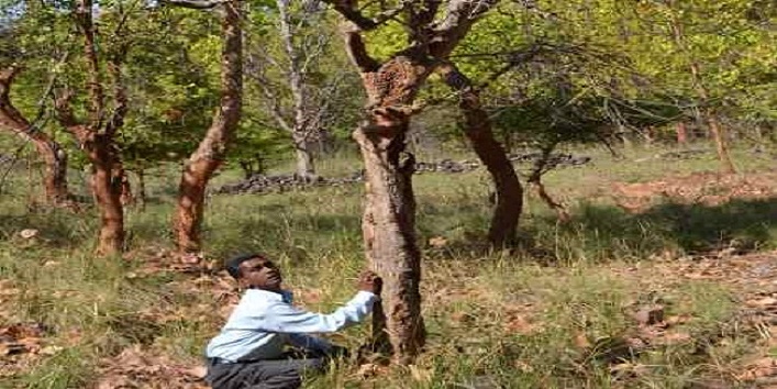 laughing tree in uttarakhand1