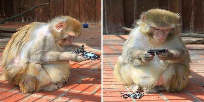 mobile thief monkey2
