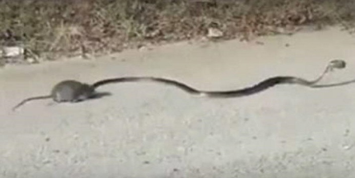 rat fight with snake to save a kid 1