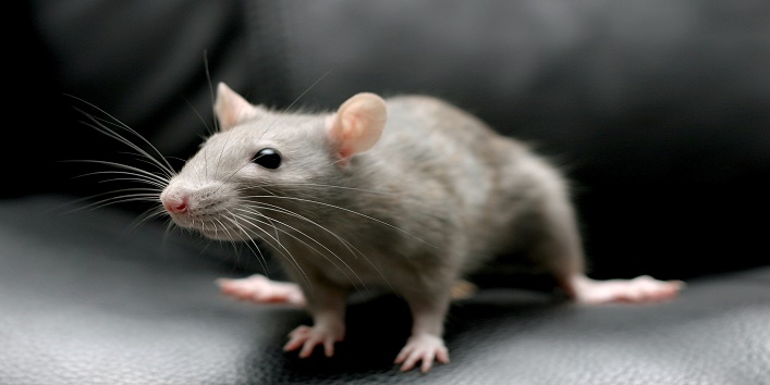 घरों से चूहों से डर रहें लोग, रात होते ही खा जाते है उंगलियां और पैर