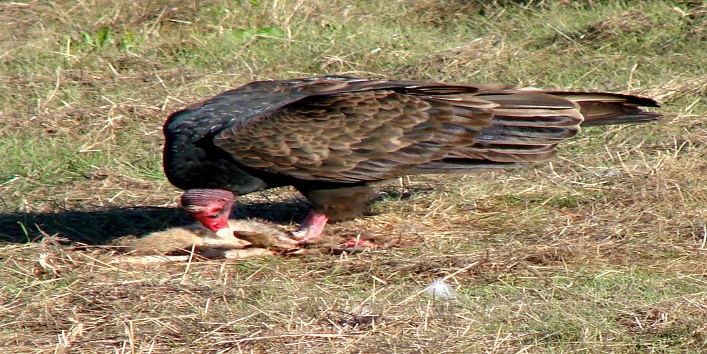 vulture-restaurant-in-phasand1