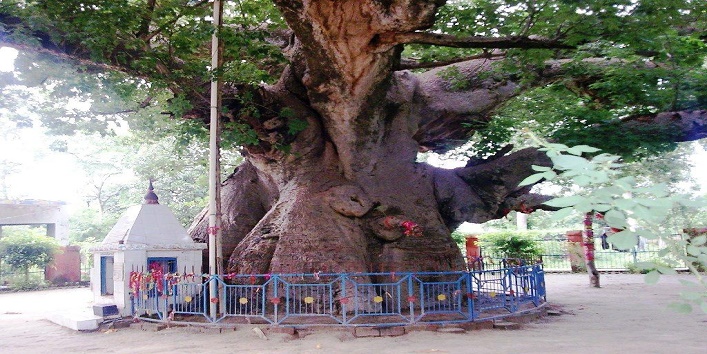 worship-oldest-tree1