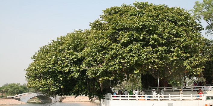 गीता वृक्ष – कृष्ण के विराट रूप का साक्षी है यह वृक्ष, यहीं दिया गया था गीता ज्ञान