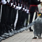 Brigadier-Sir-Nils-Olav