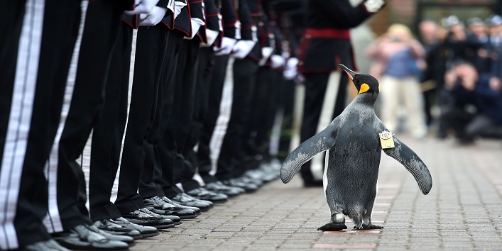 जाने आखिर किन खूबियों के चलते पेंग्विन बन गया ब्रिगेडियर