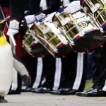Brigadier Sir Nils Olav2