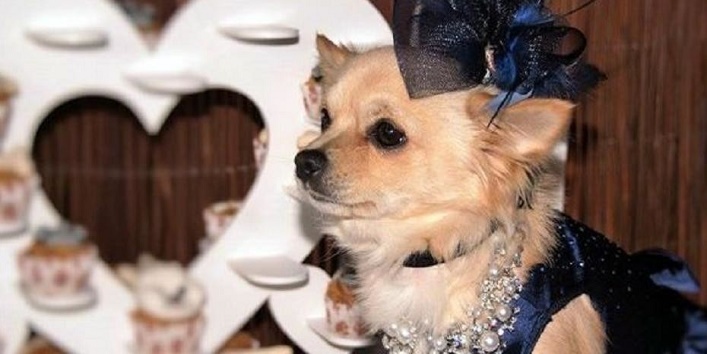 Millions of rupees spent at this dog wedding 1