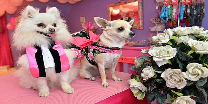OMG : इस कुत्ते की शादी में खर्च हुए है लाखों रूपये