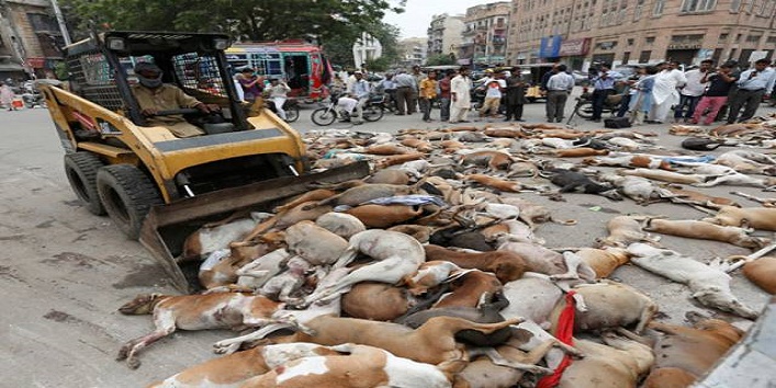 पाकिस्तान में आखिर क्यों एक साथ हजार कुत्तों को दिया गया जहर