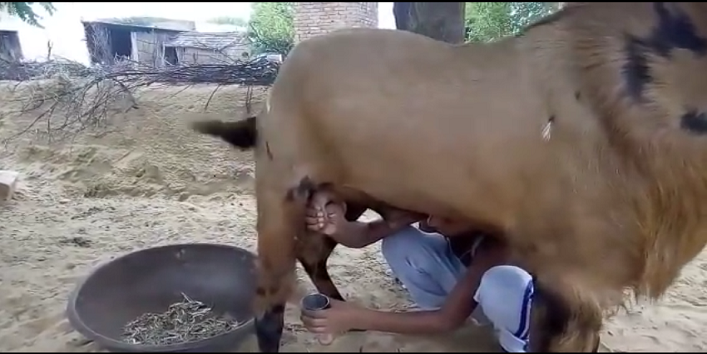 अनोखा बकरा- इस गांव का बकरा दे रहा है दूध, देखें वीडियो