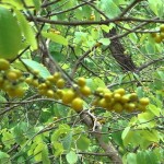 dahiman plant,dahiman tree,tree,plant,