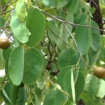 dahiman plant,dahiman tree,tree,plant,1