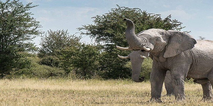 elephant two trunks1