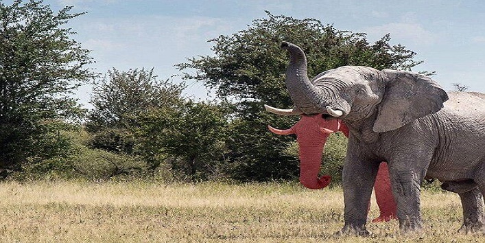 elephant two trunks2