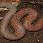 sand boa snake