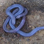 sand boa snake1