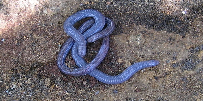 sand boa snake1