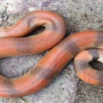 sand boa snake2