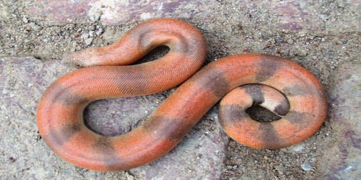 sand boa snake2