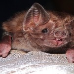 strange creatures1
