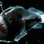 strange creatures2