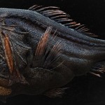 strange creatures3