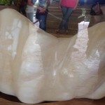 world biggest pearl