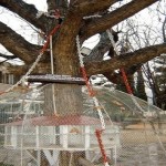 Banyan-Tree-Arrest-In-Pakistan