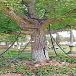 Banyan-Tree-Arrest-In-Pakistan1