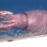 Giant squid