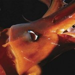Giant squid1