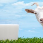 Goatmilk