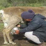 goatmilk2