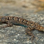 Men Eats Lizard,Lizard,Madhya pradesh,