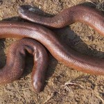 san-boa-snake