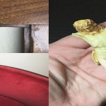 the-traveling-museum-of-the-paranormal-and-occult3