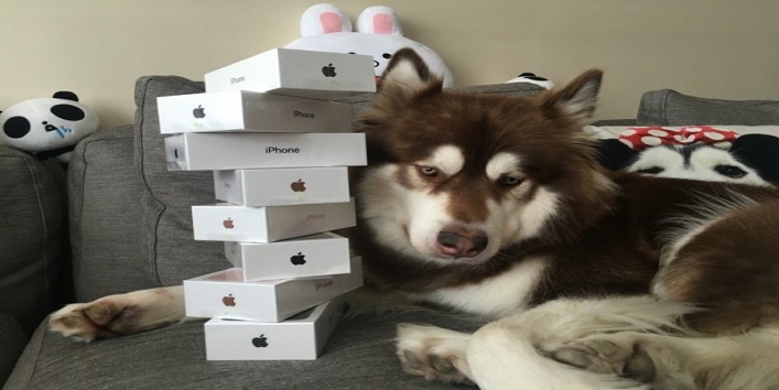 iPhone- डॉग – इस कुते के लिए खरीदे गए आठ iPhone-7