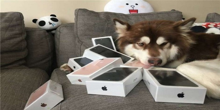 wang-sicongson-of-chinese-billionaire8-iphone-7s-for-dog1