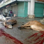 animal-sacrifices1