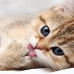 cat near death