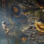Honey hunter collecting from cliff face