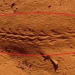 snake footprint