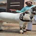 sultan bakra1
