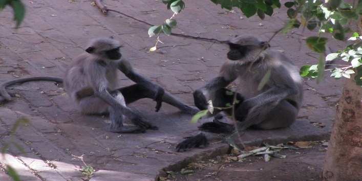 baboonmonkeyspapiopapioninianimal1