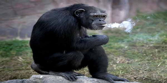 दिन में एक पैकेट सिगरेट फूंक लेती है ये चिंपांजी