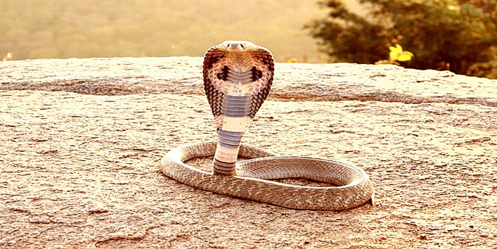 snake-kiss1