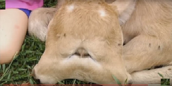 गौ-शाला में पैदा हुआ एक दो मुहं वाला गाय का बच्चा, देखें वीडियो